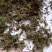 鹅不食草统货批发零售品种齐全量大从优