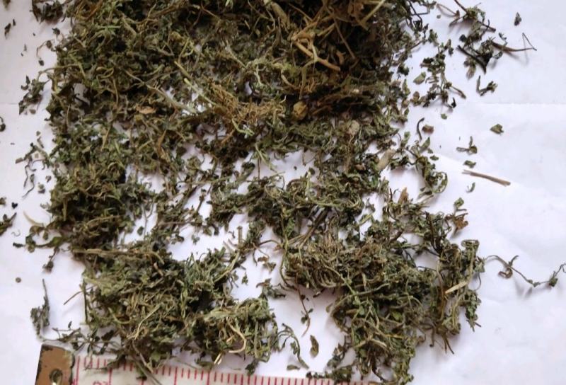 鹅不食草统货批发零售品种齐全量大从优
