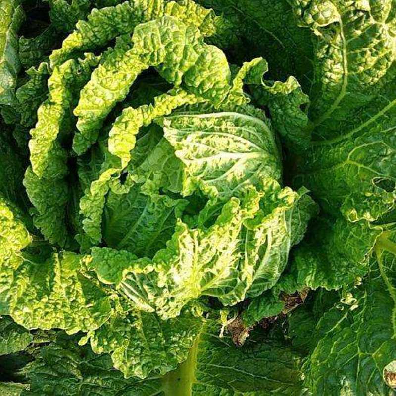 火锅白菜种子叶多无筋高产抗病秋季大田耐贮耐运麻叶大白菜蔬