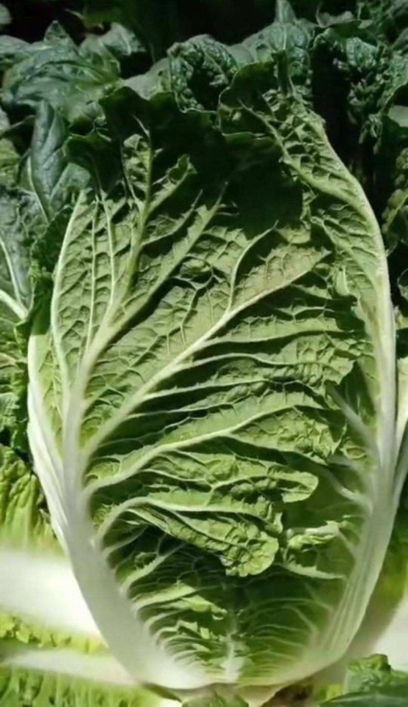 火锅白菜种子叶多无筋高产抗病秋季大田耐贮耐运麻叶大白菜蔬