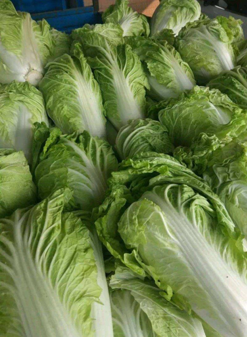 火锅白菜种子叶多无筋高产抗病秋季大田耐贮耐运麻叶大白菜蔬