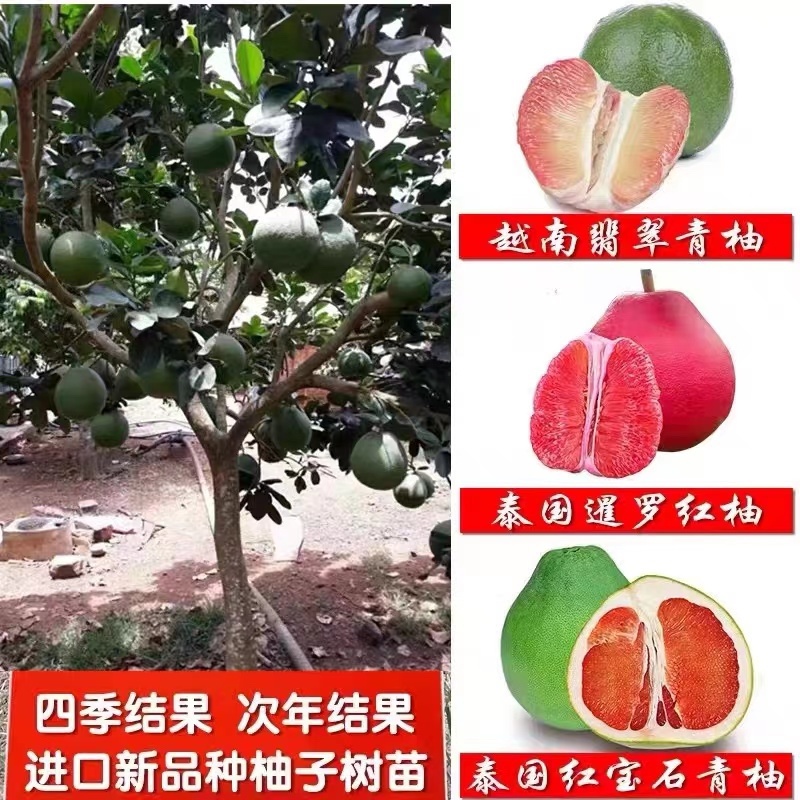 红宝石青柚当年结果一至三年苗