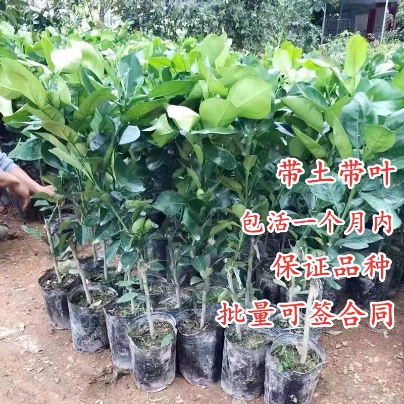 红宝石青柚当年结果一至三年苗