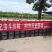 大荔县大红桃一手货源产地直发品质保证～九泉湾®