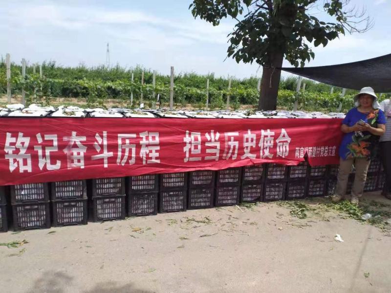 大荔县大红桃一手货源产地直发品质保证～九泉湾®