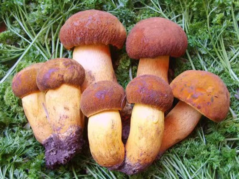 黄牛干（南华菌王国产地直销）
