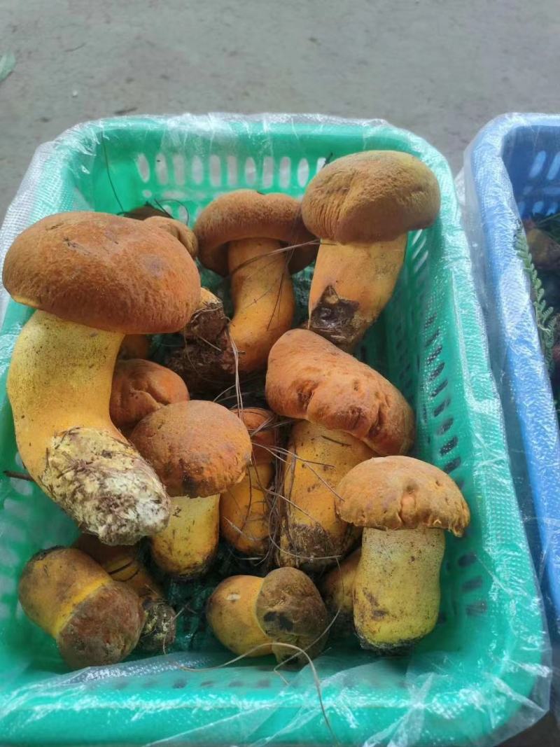黄牛干（南华菌王国产地直销）