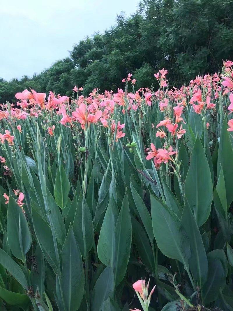 大量批发粉花美人蕉产地货源网红花种植基地直发