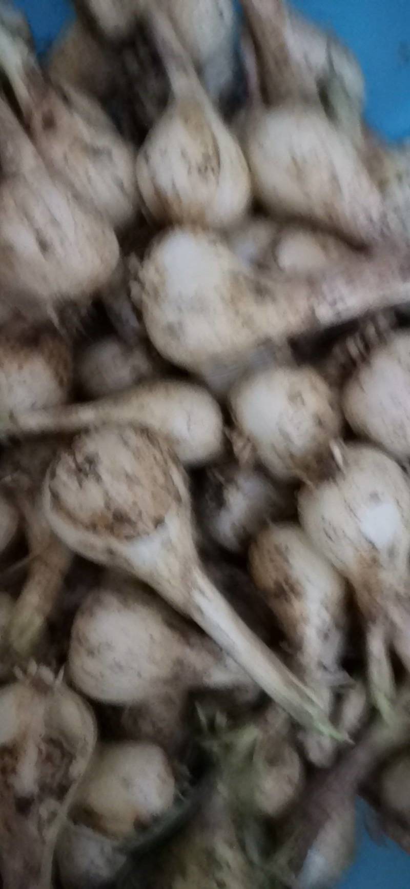 藠头
