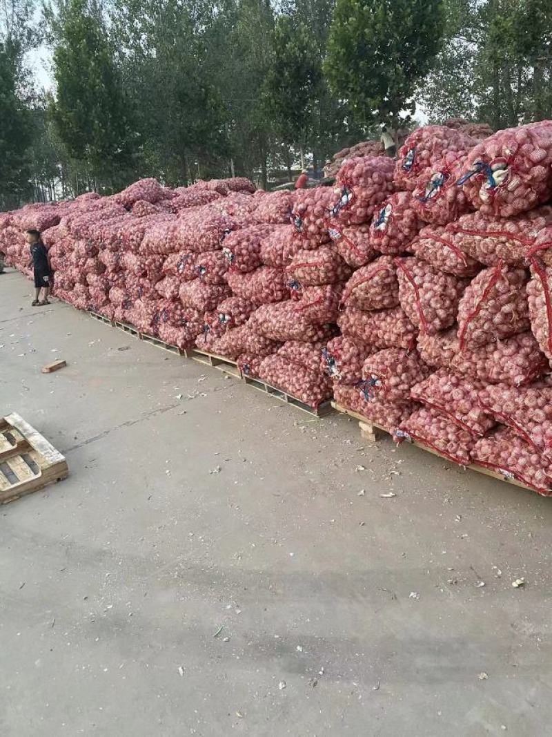 【推荐】河南优质白皮蒜，产地直供，全国发货，品质保证