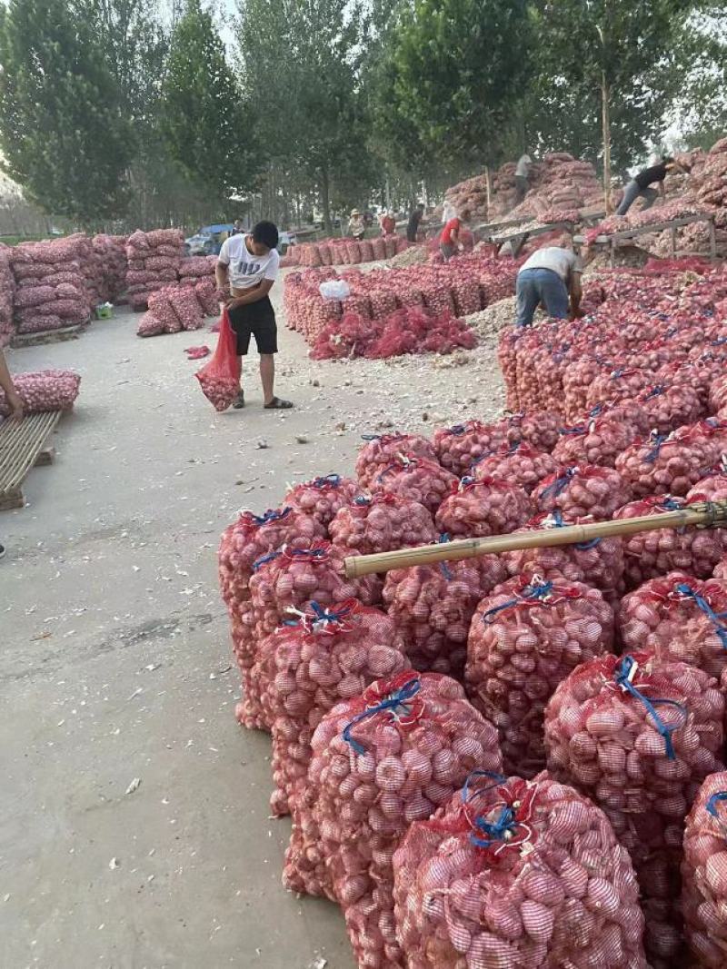 【推荐】河南优质白皮蒜，产地直供，全国发货，品质保证