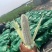 【热销】太阳花9号水果玉米甜玉米产地直销量大从优