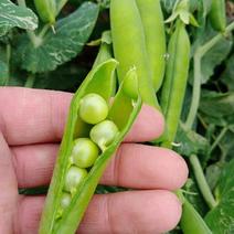 吉林公主岭产区豌豆大量上市一手货源质量有欢迎前来选购
