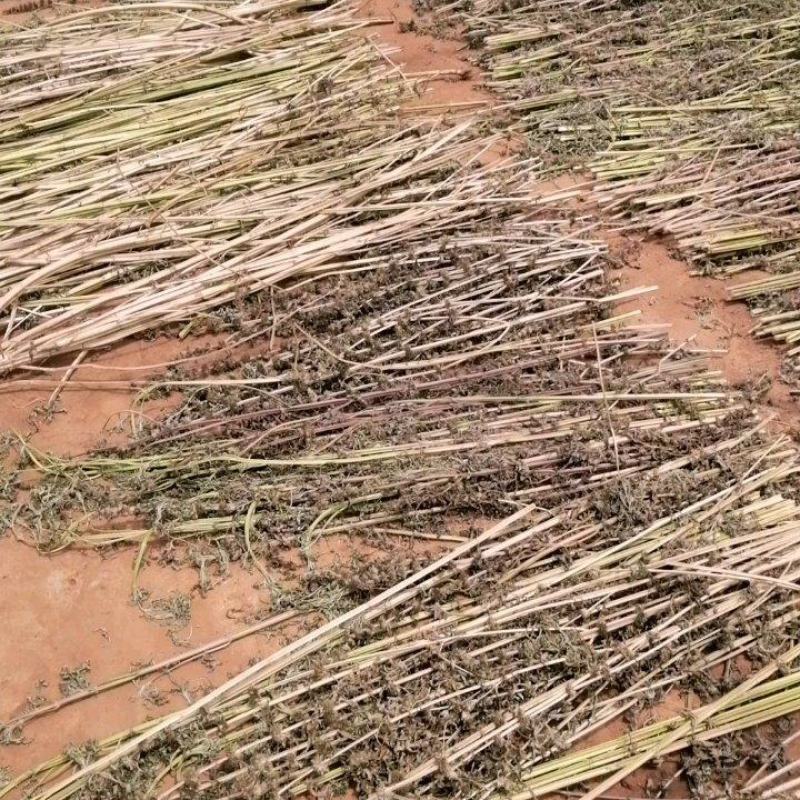云南无硫不打农药不施肥人工除草仿野生种植益母草人工晒干