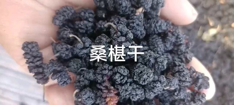 【桑葚干】河北水洗桑椹干药用桑葚干大量供应干净无沙