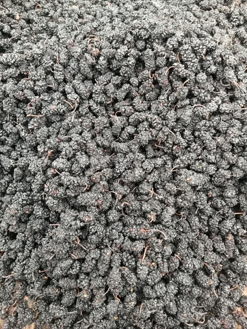 【桑葚干】河北水洗桑椹干药用桑葚干大量供应干净无沙