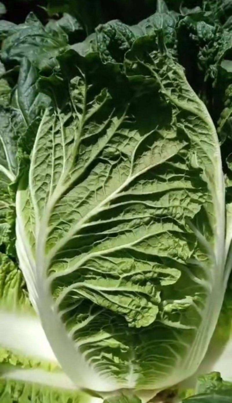 山东大白菜种子中早熟68天开锅烂真好吃大白菜种籽抗病秋季