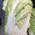山东大白菜种子中早熟68天开锅烂真好吃大白菜种籽抗病秋季