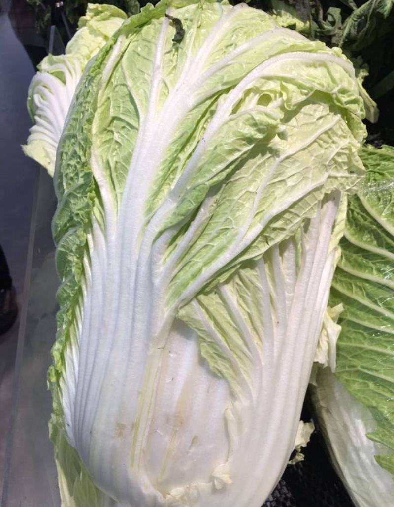 山东大白菜种子中早熟68天开锅烂真好吃大白菜种籽抗病秋季