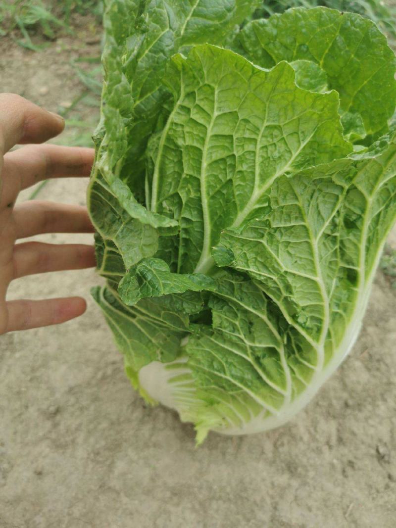 山东大白菜种子中早熟68天开锅烂真好吃大白菜种籽抗病秋季