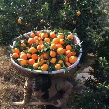 夏橙
