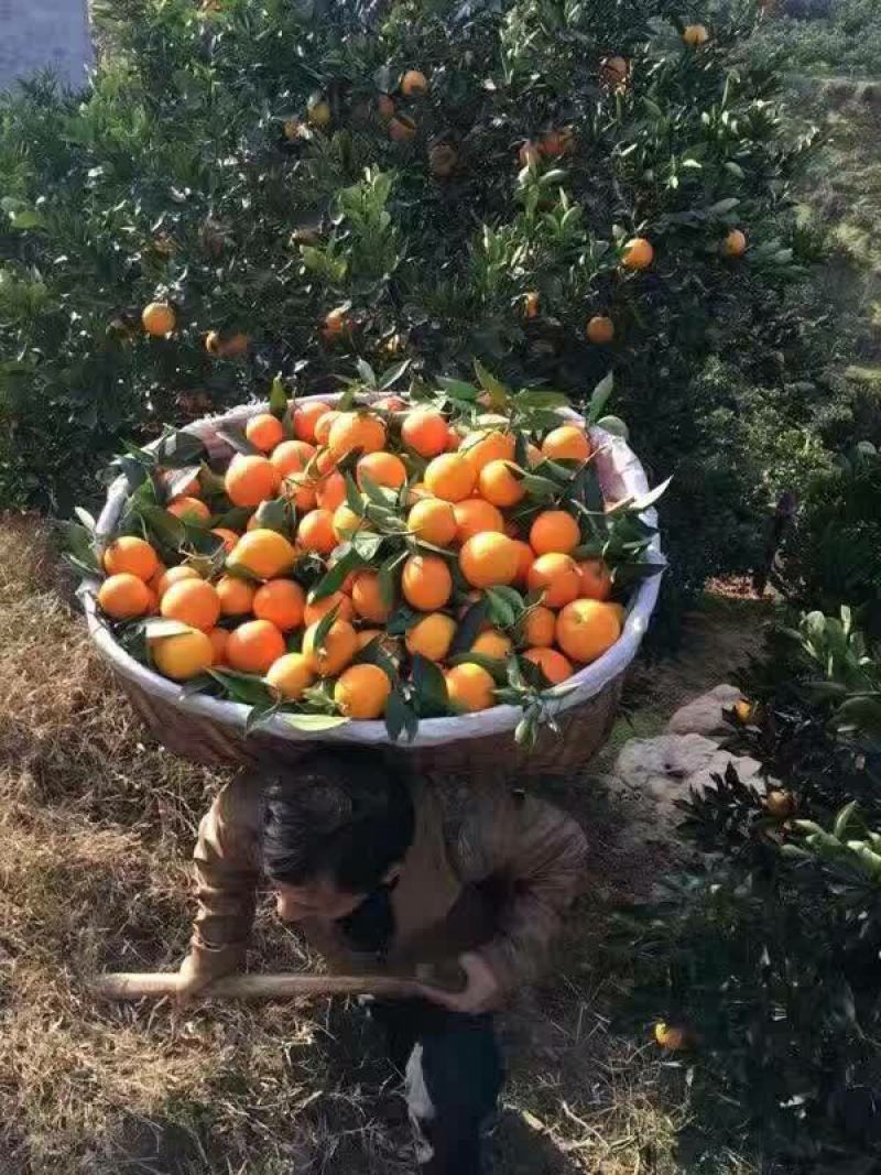 夏橙