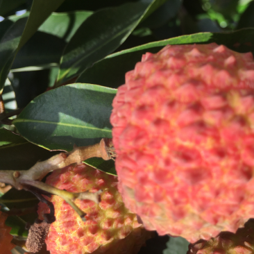 桂味荔枝