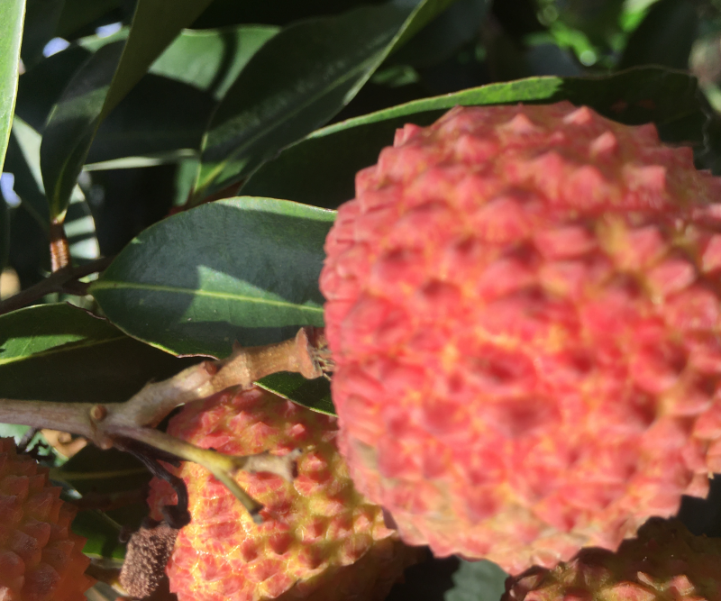 桂味荔枝