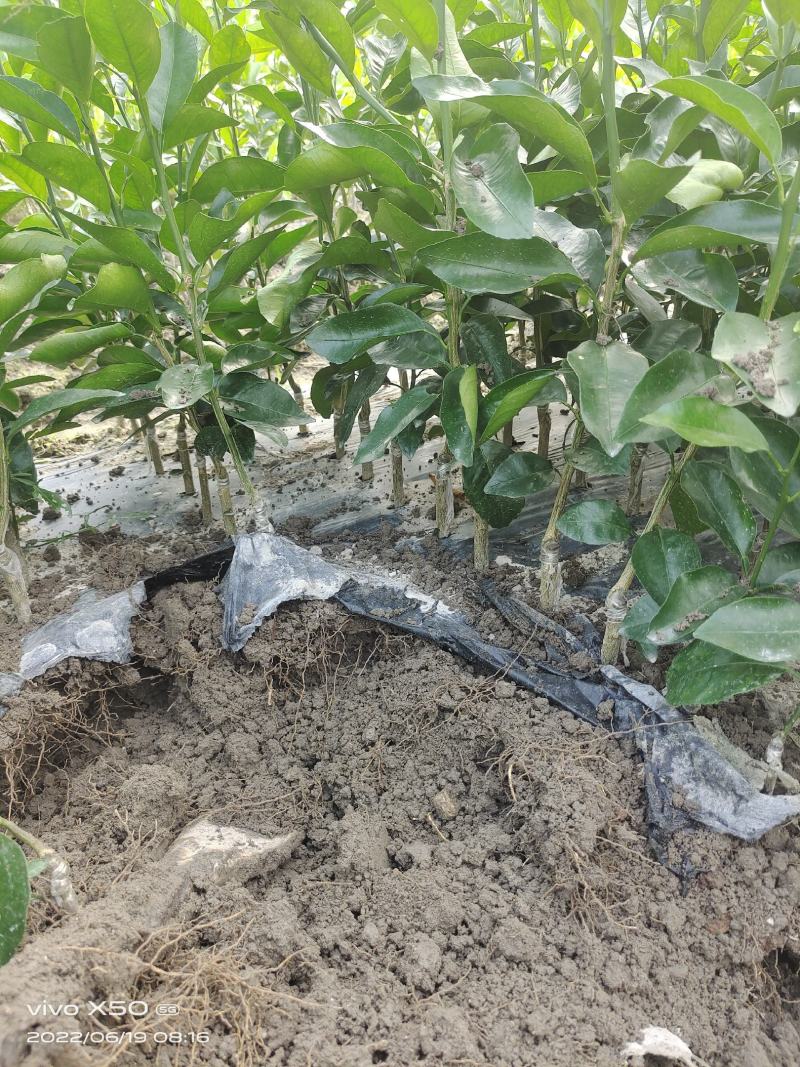 沃柑杯苗普通沃柑大叶积壳头沃30~50cm