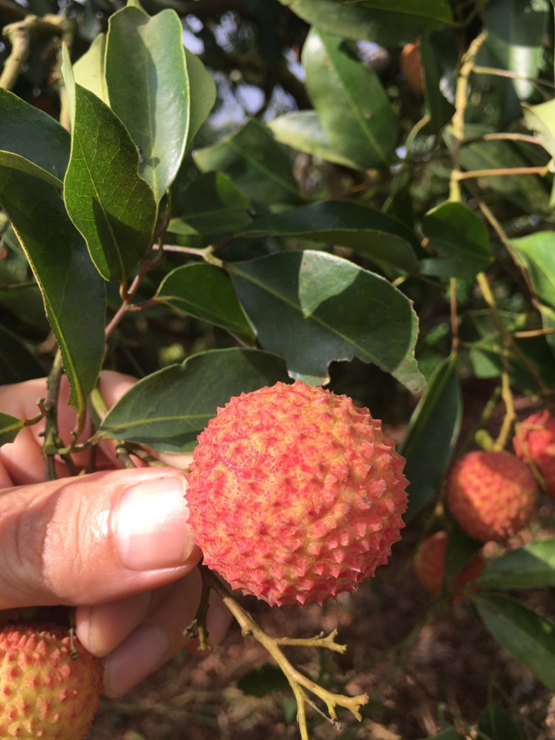 桂味荔枝