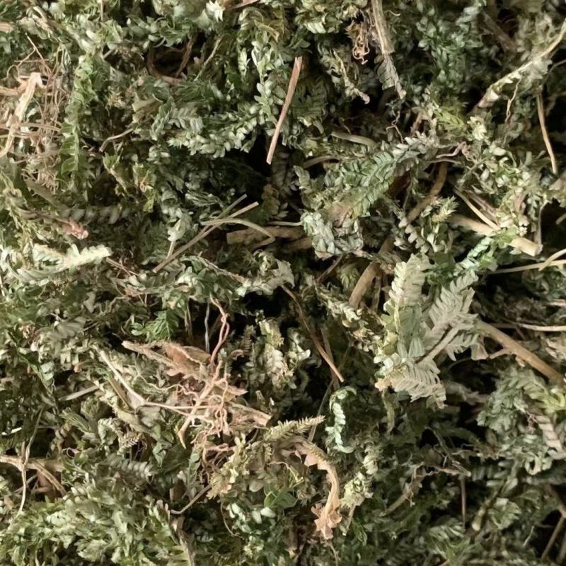 石上柏【包邮】三斤起发货可批量可零售量大从优