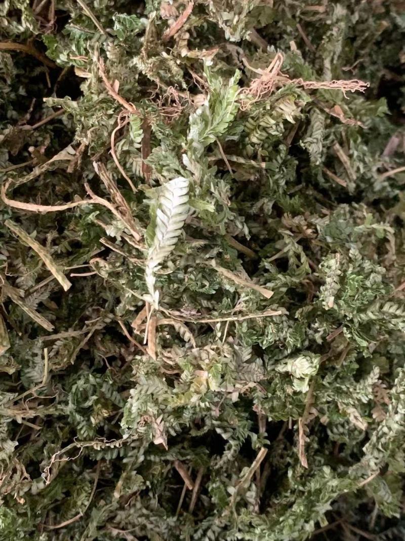 石上柏【包邮】三斤起发货可批量可零售量大从优
