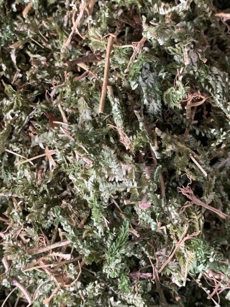 石上柏【包邮】三斤起发货可批量可零售量大从优