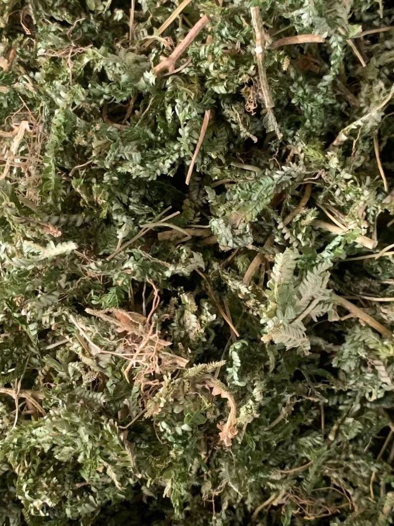 石上柏【包邮】三斤起发货可批量可零售量大从优