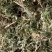 石上柏【包邮】三斤起发货可批量可零售量大从优