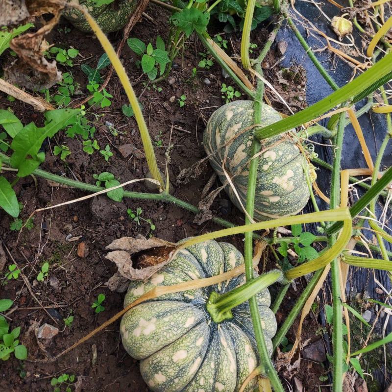 自产自销粉糯香甜台湾土南瓜
