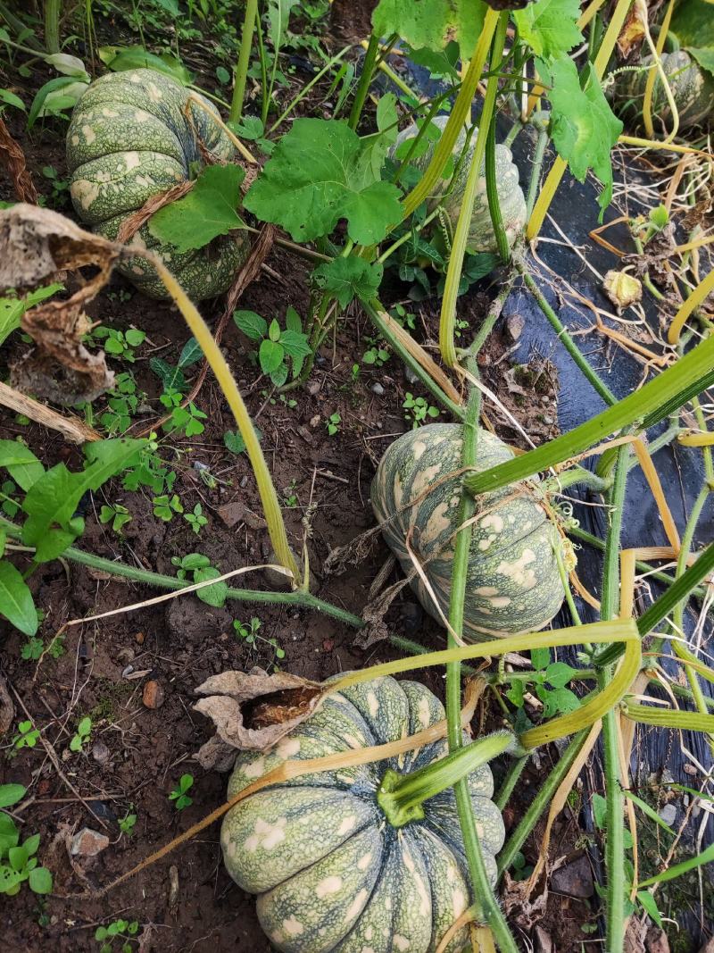 自产自销粉糯香甜台湾土南瓜