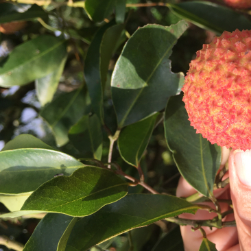 桂味荔枝