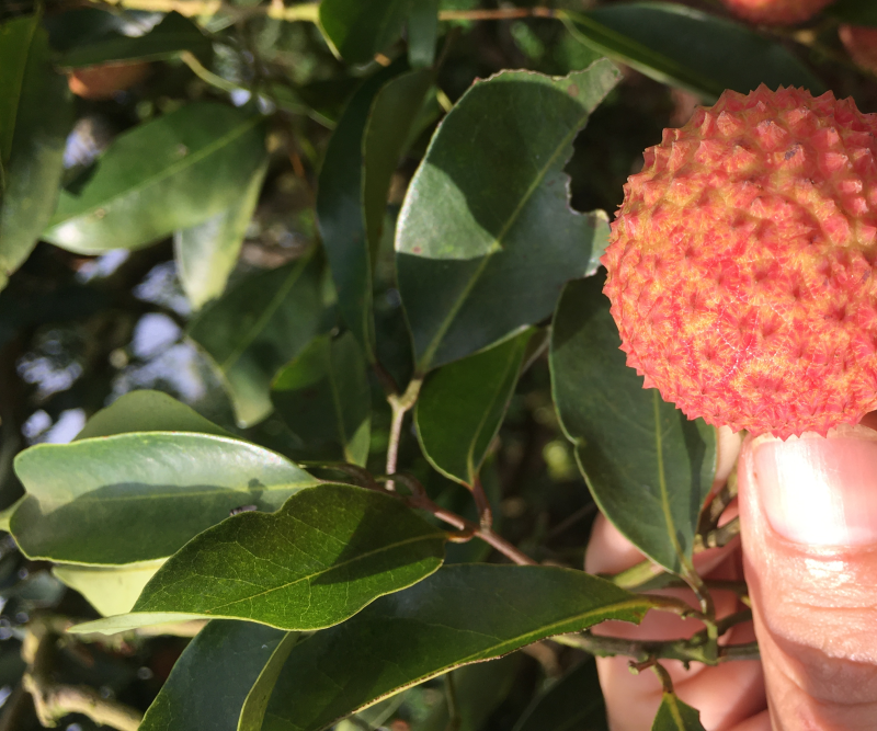 桂味荔枝