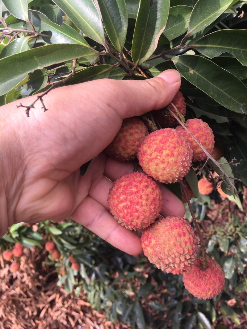 桂味荔枝