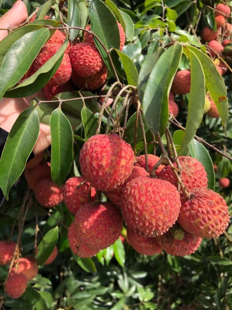 桂味荔枝