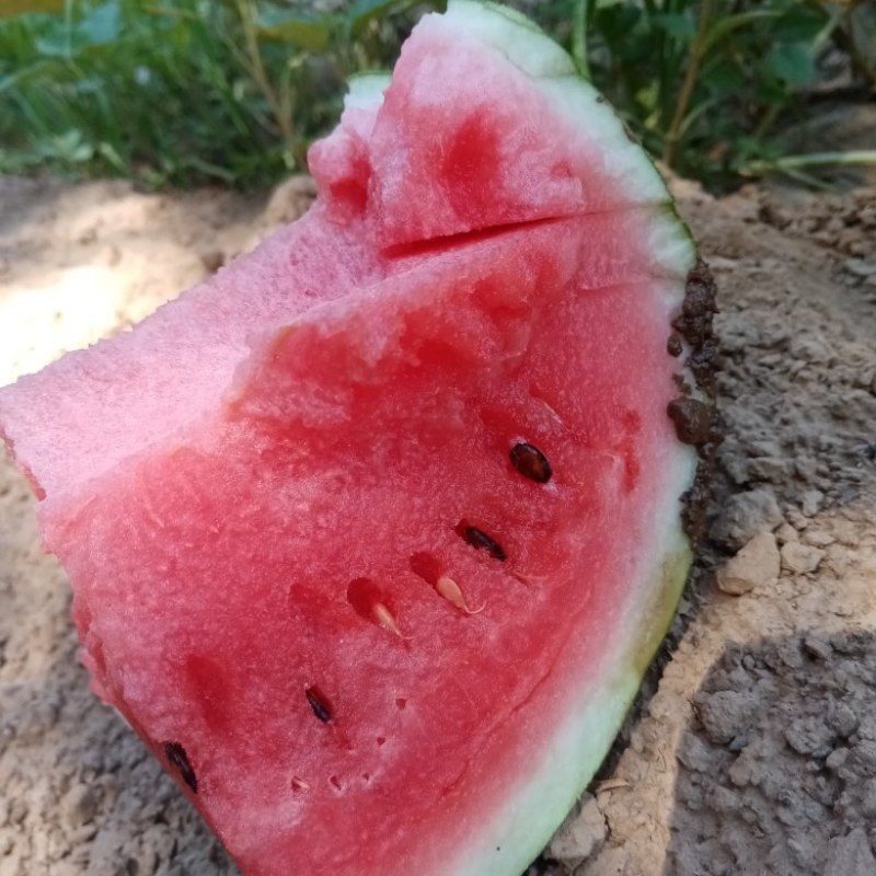 西瓜