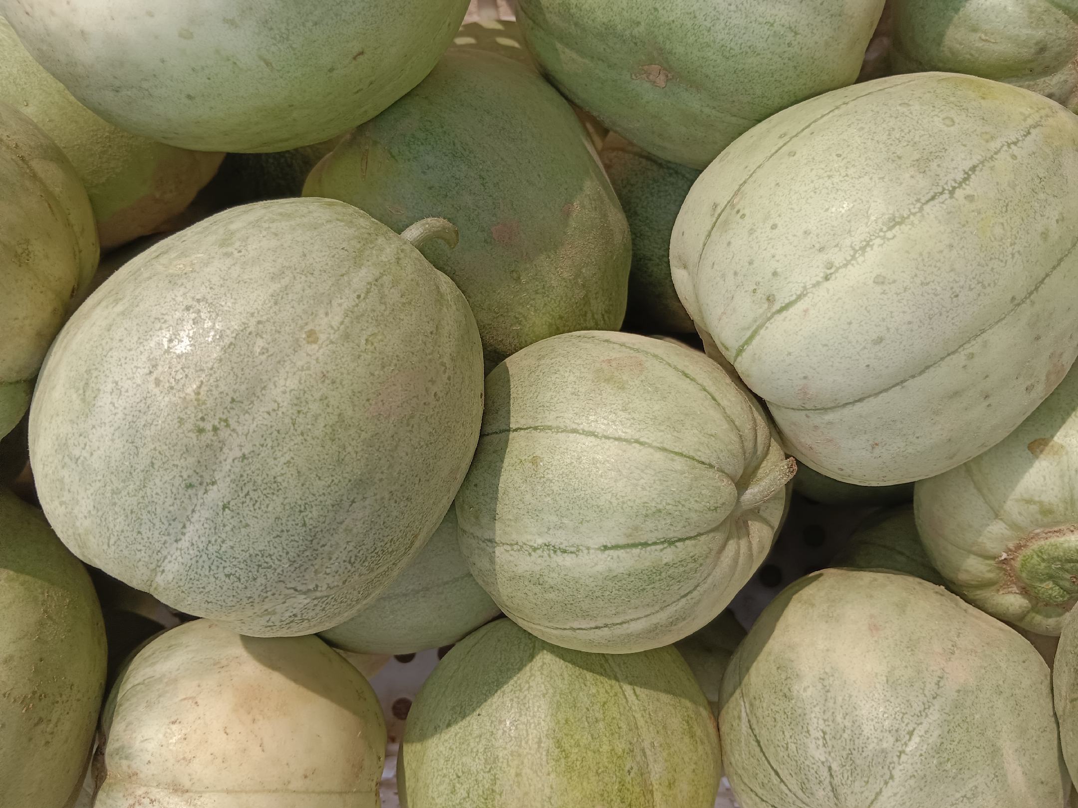 绿宝甜瓜与其他水果糖分对比图表