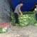 湖北甘蓝奥奇娜扁包菜实力代办诚信经营产区直供量大详谈