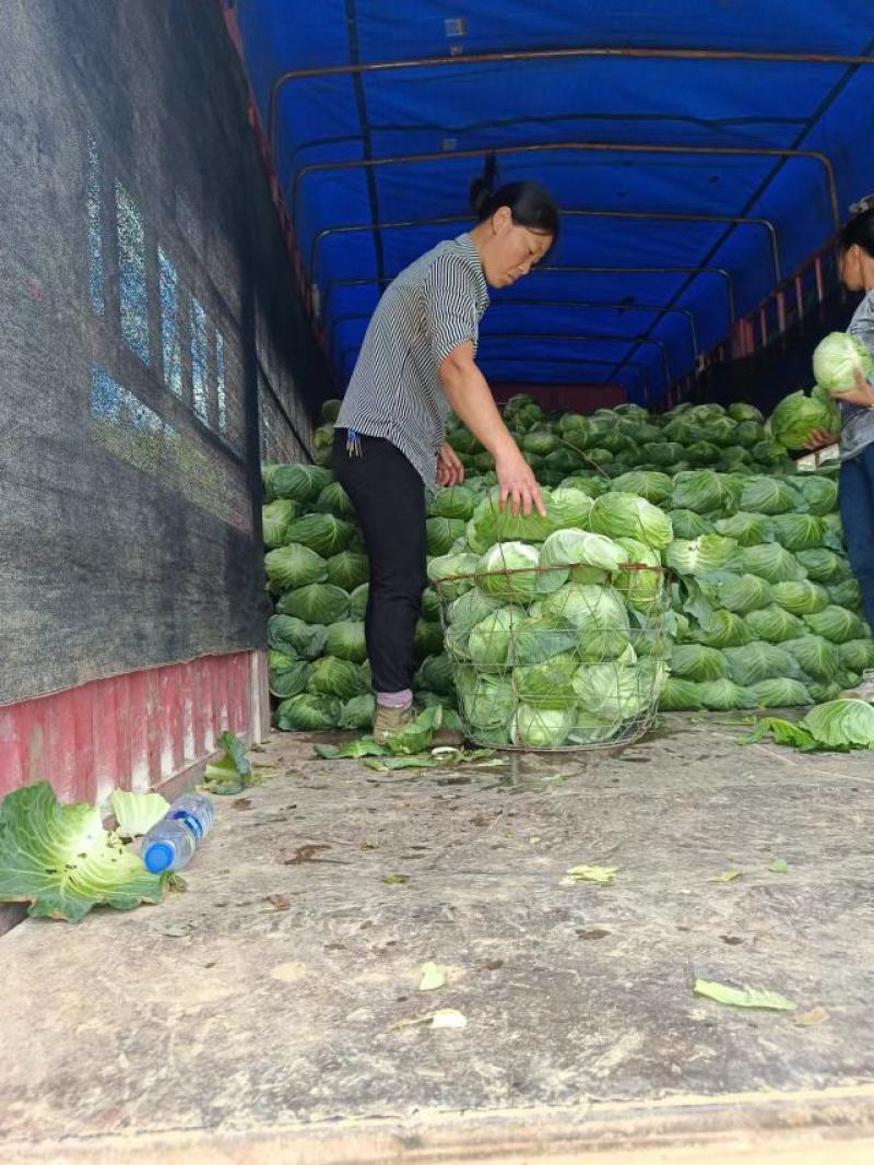 湖北甘蓝奥奇娜扁包菜实力代办诚信经营产区直供量大详谈