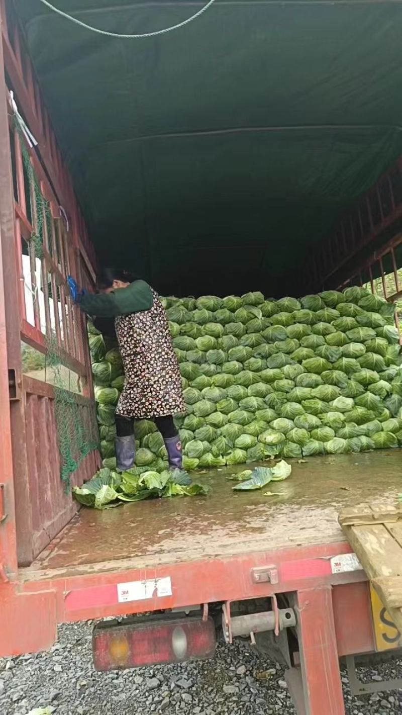 湖北甘蓝奥奇娜扁包菜实力代办诚信经营产区直供量大详谈