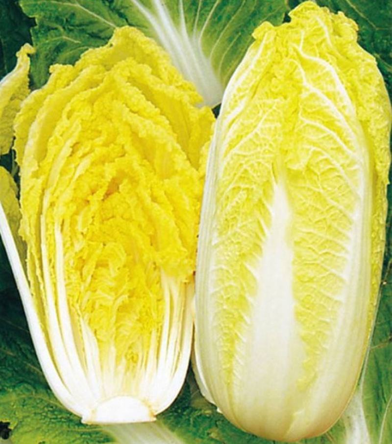 黄芽14白菜种子黄心大白菜春夏秋冬四季耐寒抗冻阳台大田