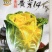 黄芽14白菜种子黄心大白菜春夏秋冬四季耐寒抗冻阳台大田