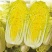 黄芽14白菜种子黄心大白菜春夏秋冬四季耐寒抗冻阳台大田