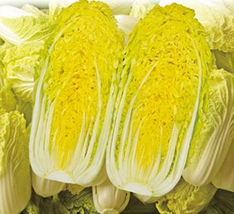 黄芽14白菜种子黄心大白菜春夏秋冬四季耐寒抗冻阳台大田